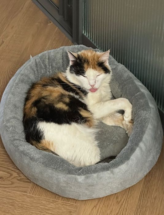 Кошечка ищет дом!
