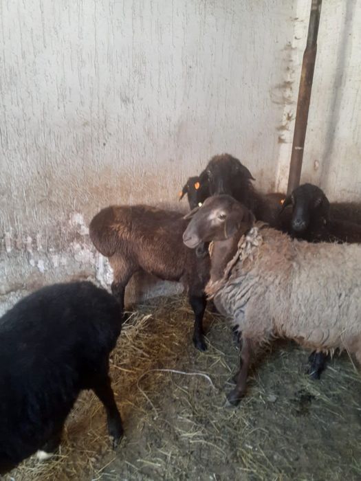 Қойлар сатылады продаются овцы