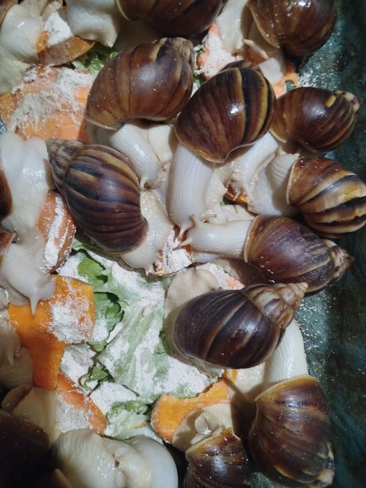 Улитки и яйца улиток ахатины фулики Альбино боди 10 000 сум