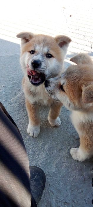 АКИТА Ину   малки кученца