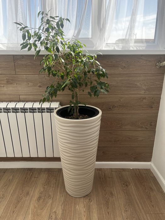 Комнатные цеты фикус бенджамина