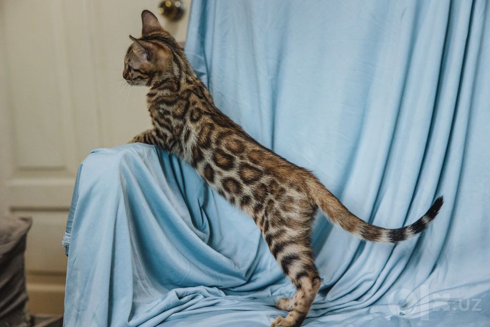 Бенгальские котята