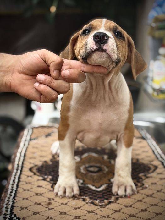 Amstaff rasa pura !