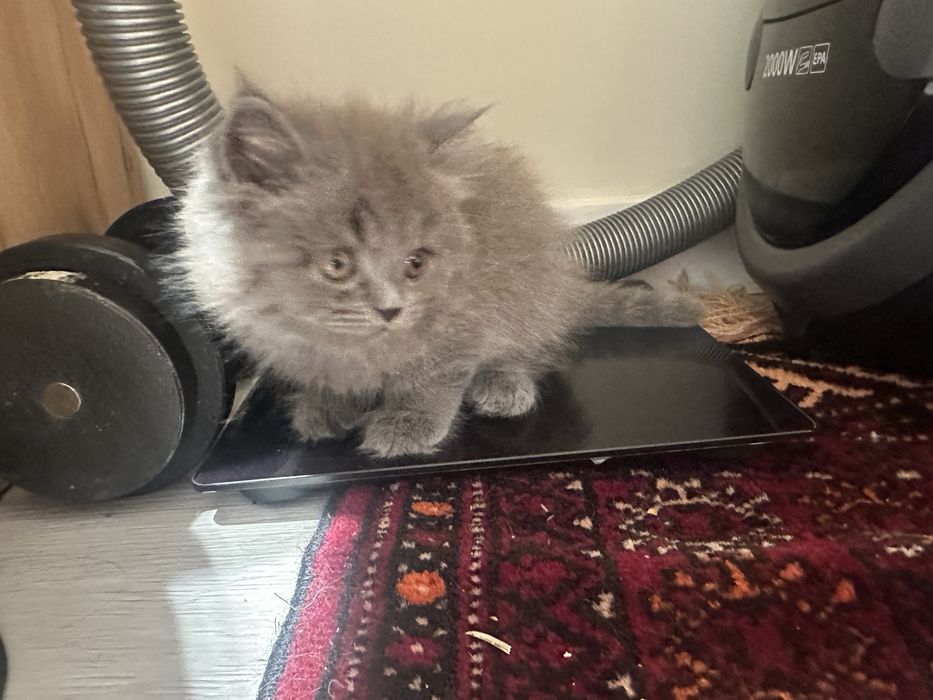 2 ta mushuk skotish strayt sotiladi