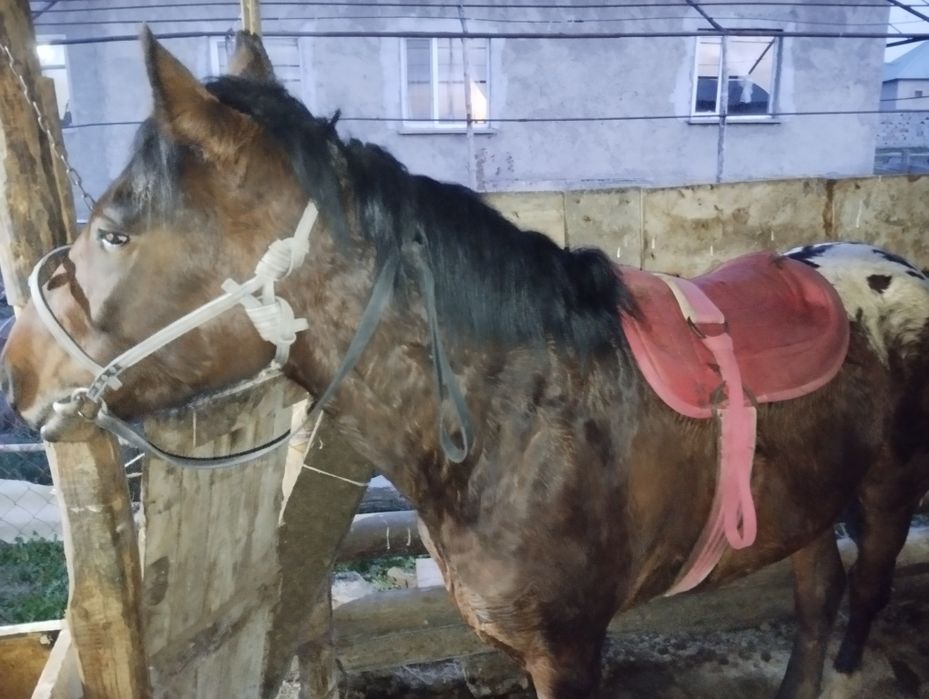 Тай сатылады_полтарашка