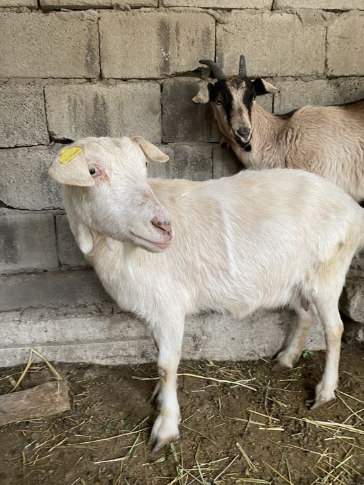 Парода ешкілер сатылады