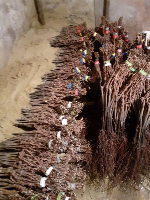 Butași viță de vie