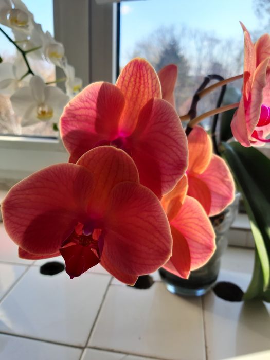 Лудизия скъпоценната орхидея , дендробиум