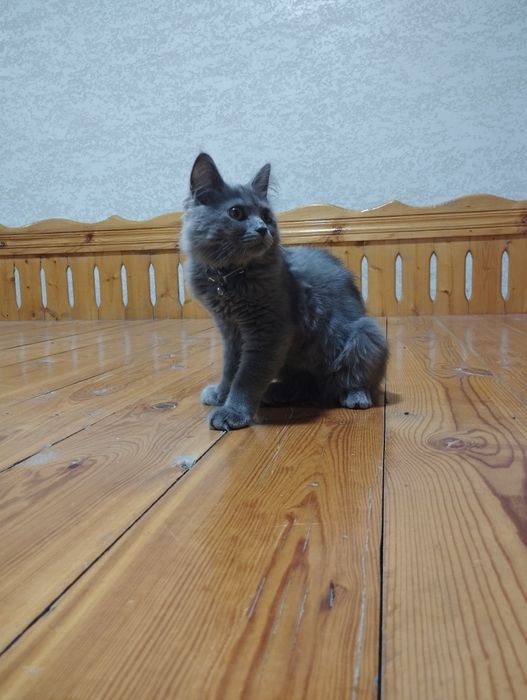 Scottish straight, erkak mushuk sotiladi.
Bu