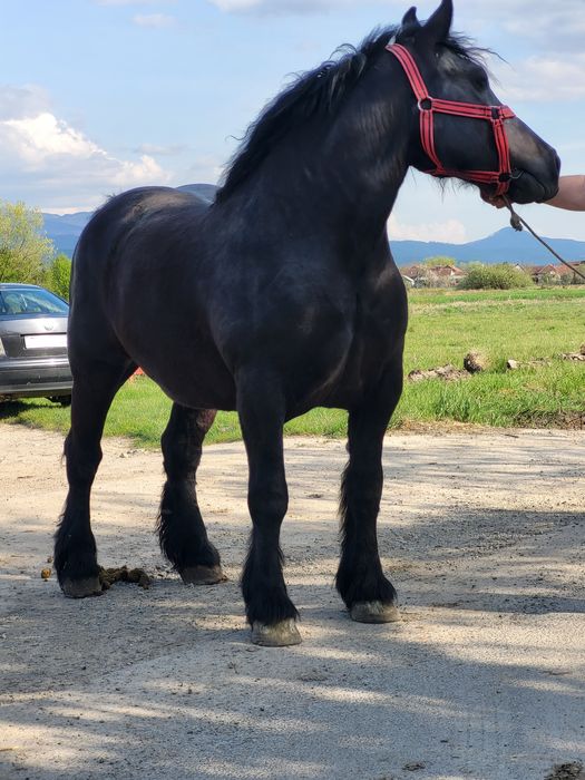 4 iepe de vanzare geatante