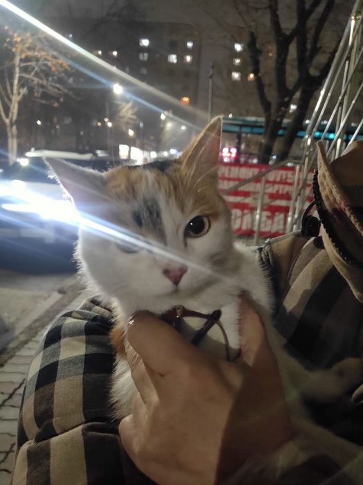 Кошка бесплатно