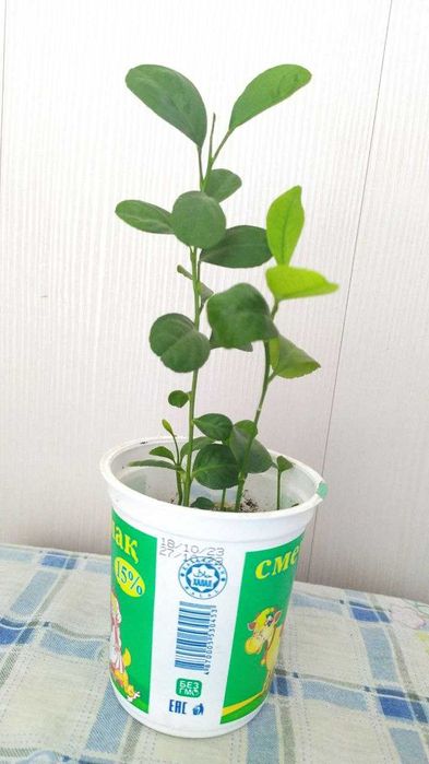 Лимоны за стакан