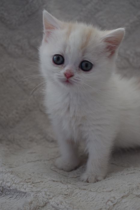 Шотландские чистокровные мальчики