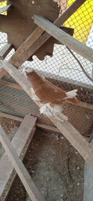 Продам голубей домашних