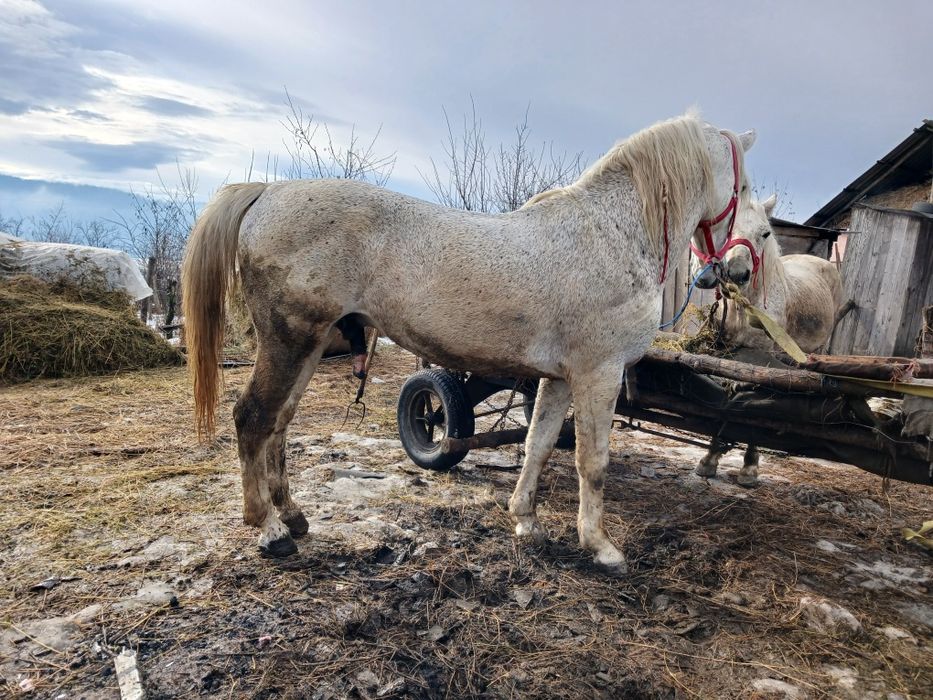 Vand armăsar cuminte