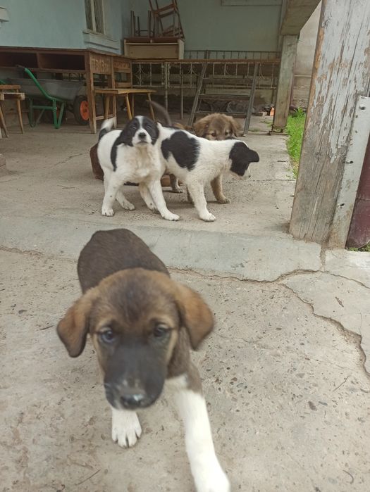 Щенки полупородистые