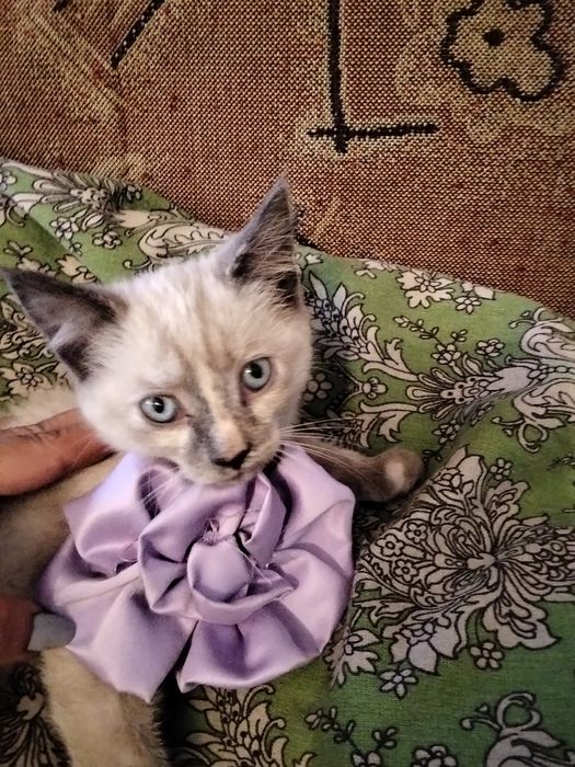 Отдам бесплатно котёнка