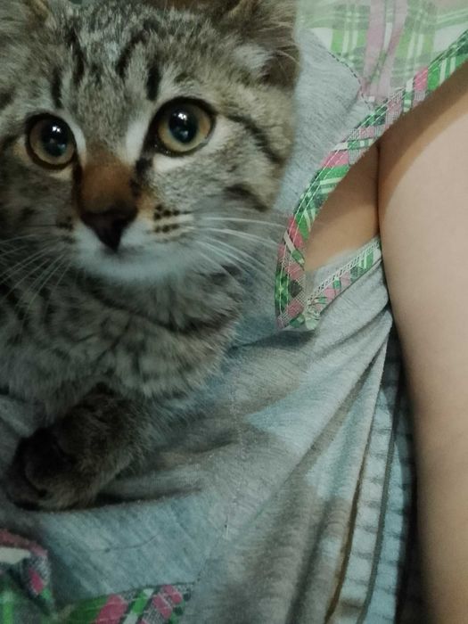 Отдам котенка девочка