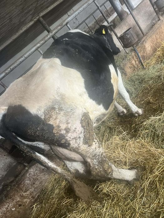 Vând vaca de lapte olandeza