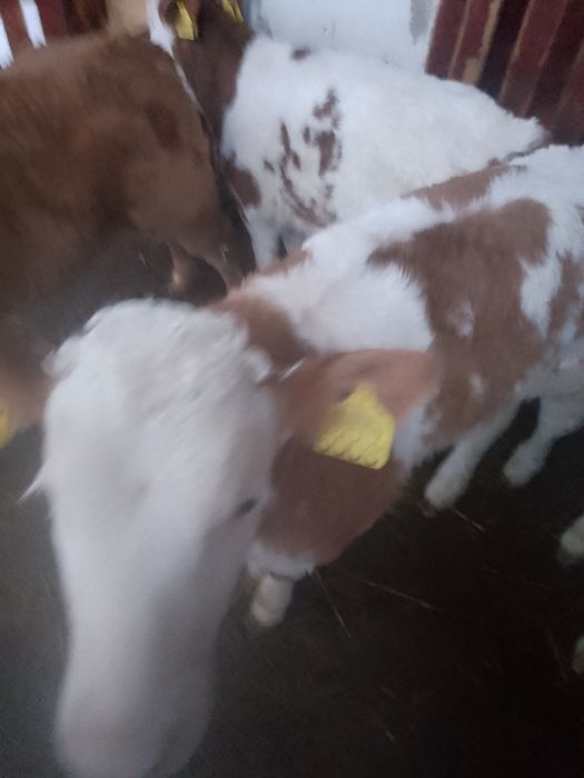 Vitele BR linie carne