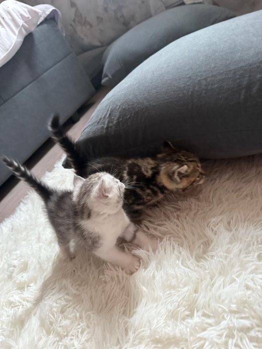 Котики пародистые