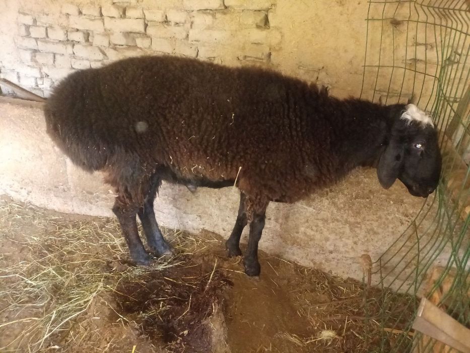 Кучкор бокилган ва бокишга