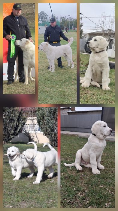 Mascul ciobanesc de asia centrala