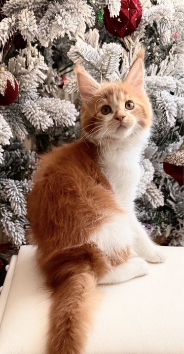 Породистые котята мейнкун