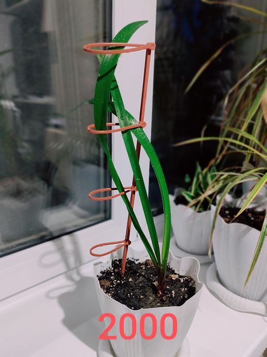 Продам комнатные цветы