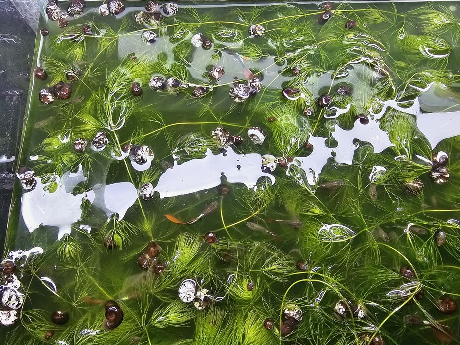 Продам аквариум с рыбами