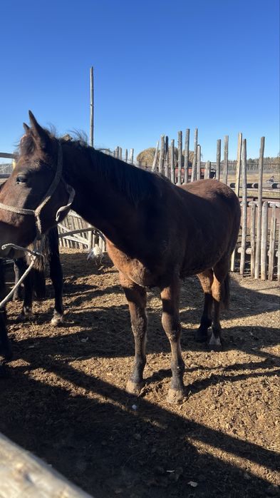 Два тая с откорма