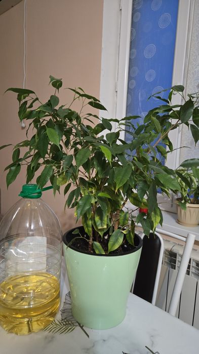 Комнатные растения