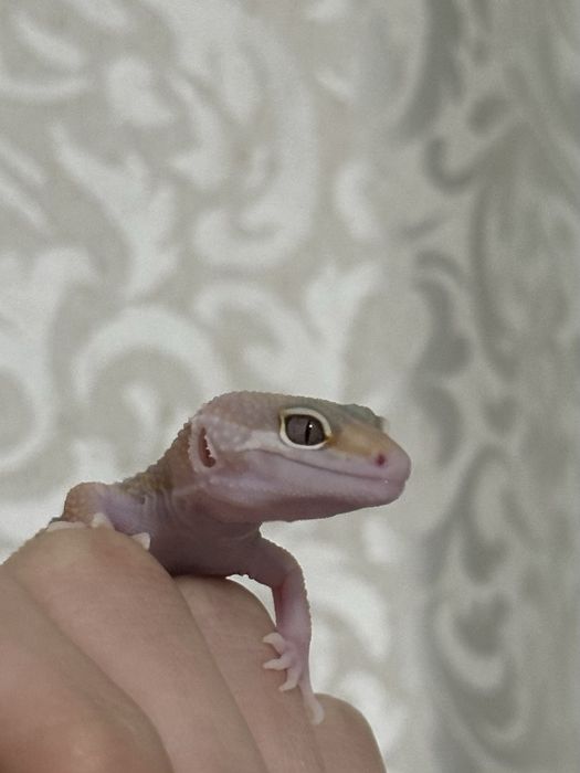 Малыш эублефар