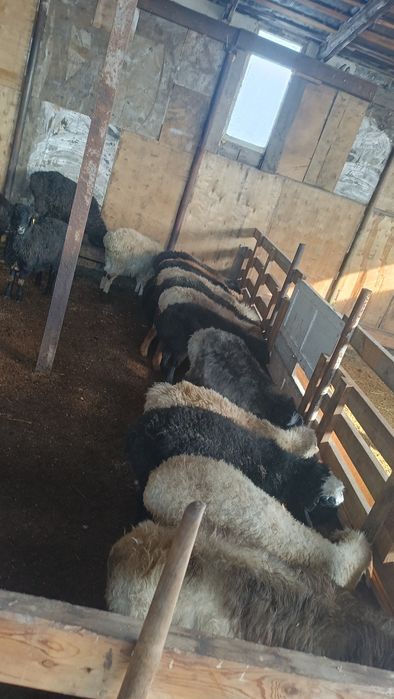 Семіз жемделген жас қойлар