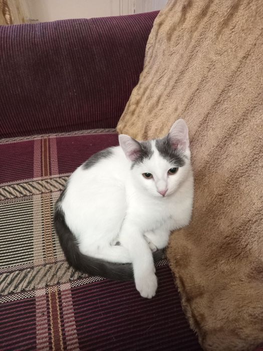 Красивая кошечка 1000тг