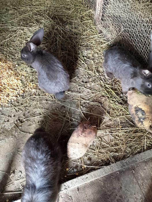 Vând iepurași mâncăcioși și jucăuși