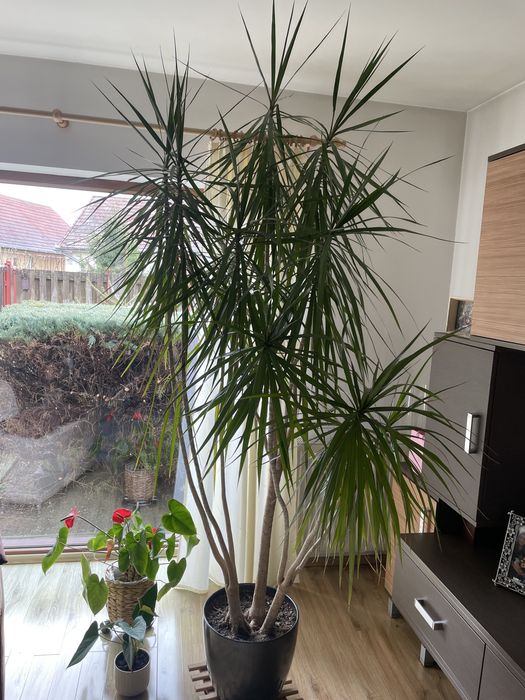 Floare Dracaena Marginata