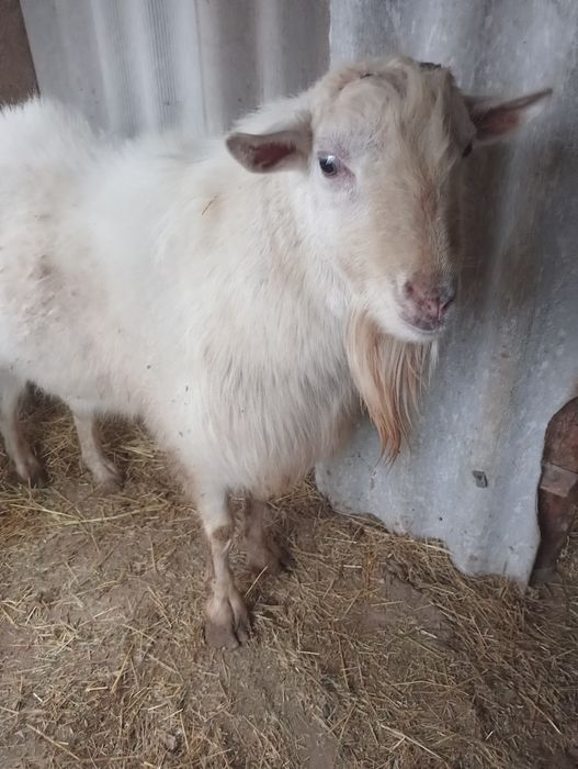 Казёл казёл ешки