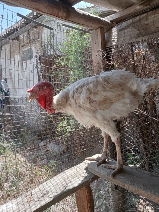 Үндік сатылады продаёте ундюк