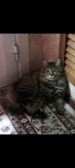 Ковёр, в хорошем состоянии