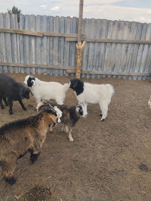 Продам козликов на племя