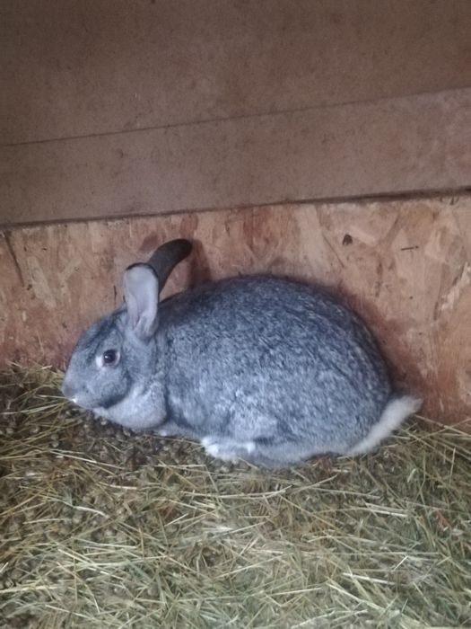 Продавам два женски зайци на 6 месеца