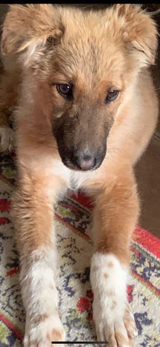 Любимую девочку пристраиваем в семью, в хорошие руки!