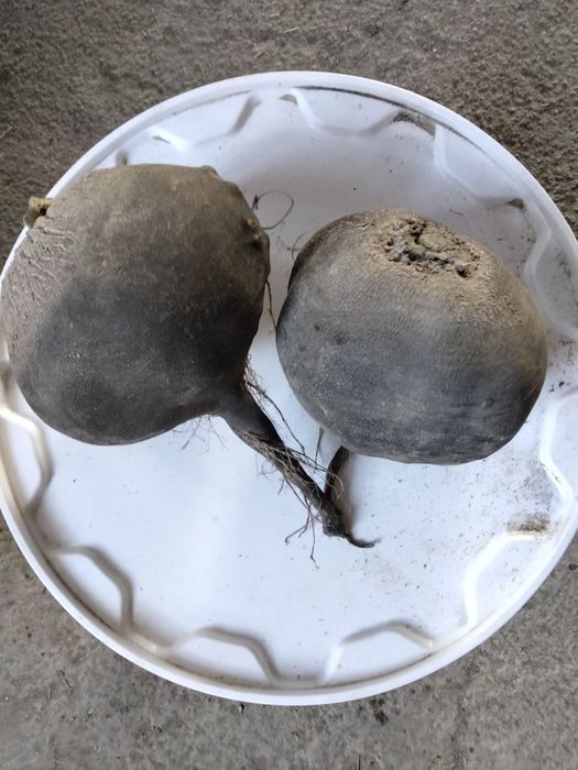 Продам черную редьку