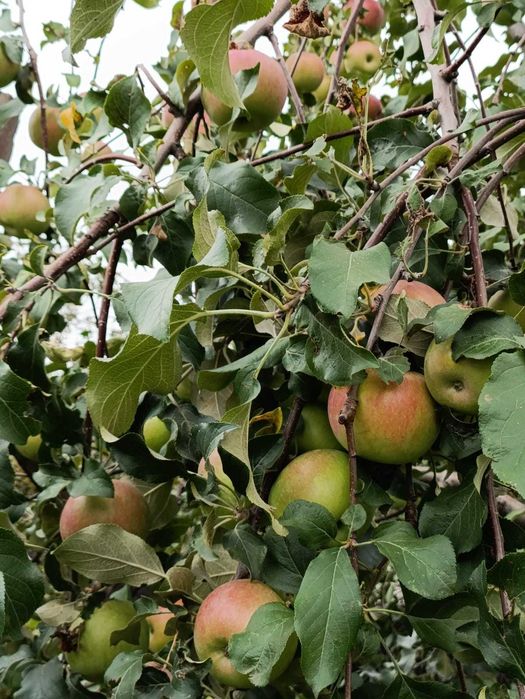 $ продам дом в Сортировке!