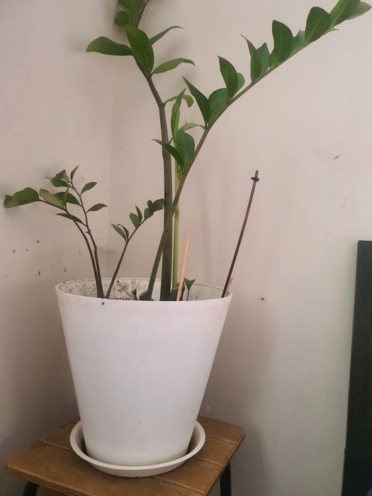 Цветы комнатные 5 шт. 50 000 тг