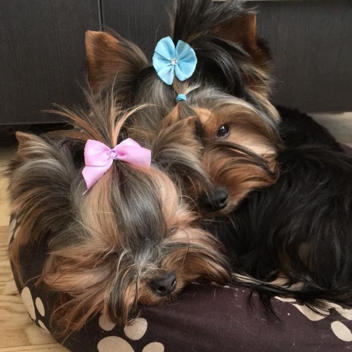 Tund caini de talie mica in Brasov