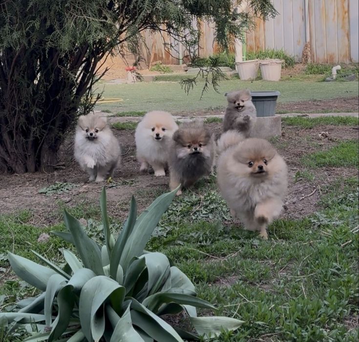 Продаются мидие щенки