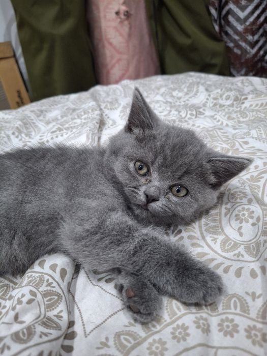 Котёнок британка