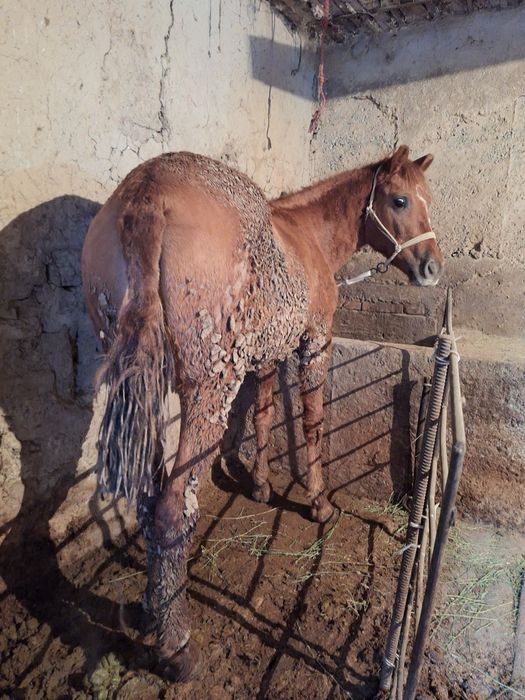 Ургашы тай  байтал